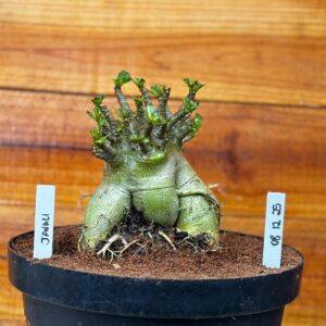 0812 25 Arabicum Javali - Adulta