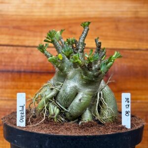 0812 26 Arabicum Overload - Adulta