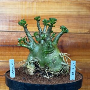 0812 27 Arabicum Maverick - Adulta