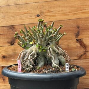 0812 01 Arabicum Fat Boy - Adulta ( Jarro 50L )