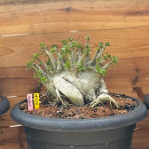 0812 02 Arabicum Fat Boy - Adulta ( Jarro 50L )