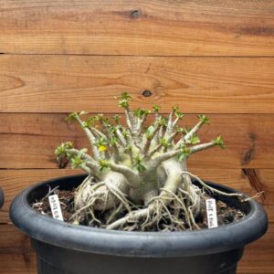 0307 03 Arabicum Hulk + King Kong - Adulta ( Jarro 50L )