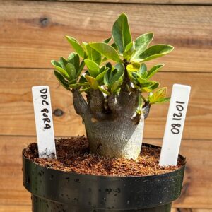 0812 01 Arabicum DDC Pura- F2 12 meses (Vitrine)