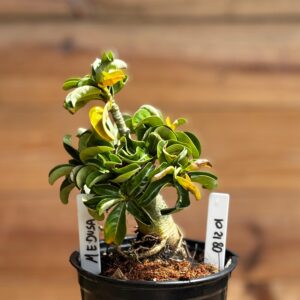 0812 01 Rosa do deserto Medusa