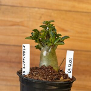 0912 01 Arabicum Megalondote - F2 12 meses