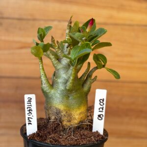 0912 02 Arabicum Catterpilar - F2 12 meses