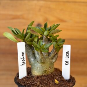 0912 05 Arabicum Hesfero - F2 12 meses