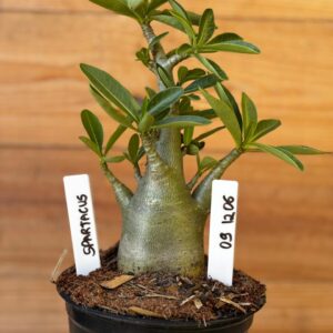 0912 06 Arabicum Spartacus - F2 12 meses