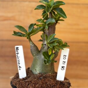 0912 07 Arabicum Braquiossauro - F2 12 meses