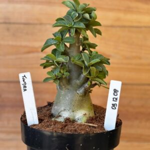 0912 08 Arabicum Tundra - F2 12 meses