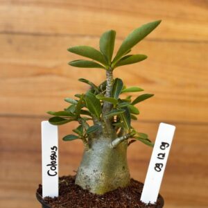 0912 09 Arabicum Colossus - F2 12 meses