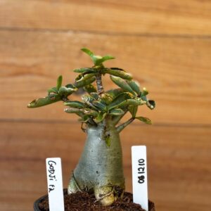 0912 10 Arabicum Godji - F2 12 meses