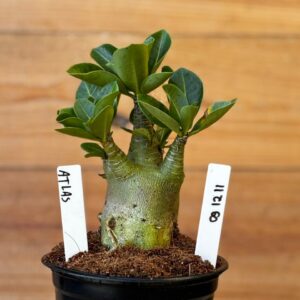 0912 11 Arabicum Atlas - F2 12 meses