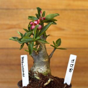 0912 12 Arabicum Braquissauro - F2 12 meses