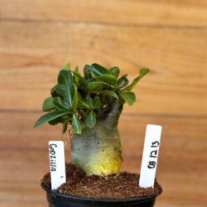 0912 13 Arabicum Godzilla - F2 12 meses