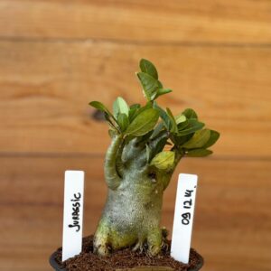 0912 14 Arabicum Jurassic - F2 12 meses