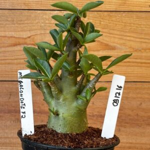 0912 16 Arabicum Megalondote - F2 12 meses