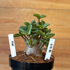 0912 17 Arabicum Urus - F2 12 meses