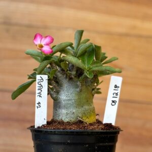 0912 18 Arabicum Popeye - F2 12 meses ( Vitrine )