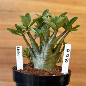 0912 19 Arabicum Brutus - F2 12 meses