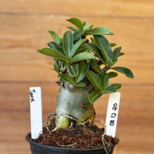 0912 20 Arabicum Tank - F2 12 meses