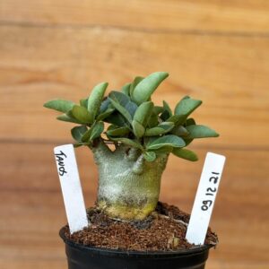 0912 21 Arabicum Tanos - F2 12 meses ( Vitrine )