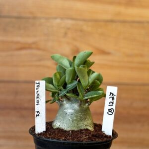 0912 27 Arabicum Ironheide  - F2 12 meses