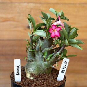 0912 28 Arabicum Raptor  - F2 12 meses