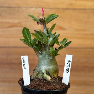 0912 29 Arabicum Vulcano  - F2 12 meses