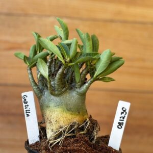 0912 30 Arabicum Godzilla - F2 12 meses ( Vitrine )