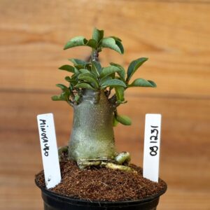 0912 31 Arabicum Minotauro - F2 12 meses