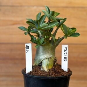 0912 32 Arabicum Atlas - F2 12 meses