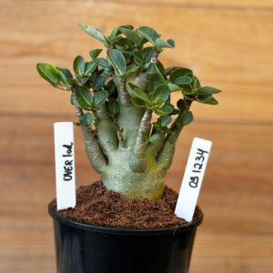 0912 34 Arabicum Overlod - F2 12 meses