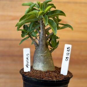 0912 35 Arabicum Maximus - F2 12 meses