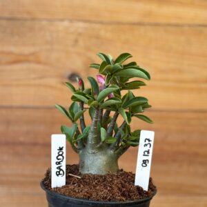 0912 37 Arabicum Bardok - F2 12 meses