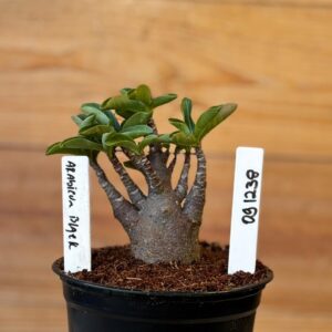 0912 38 Arabicum Black - F2 12 meses