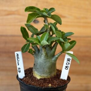 0912 39 Arabicum Rdf - F2 12 meses