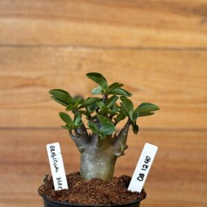 0912 40 Arabicum Black - F2 12 meses