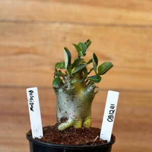 0912 41 Arabicum Poseidon - F2 12 meses ( vitrine)