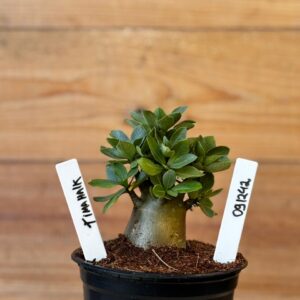 0912 42 Arabicum Tomahawk- F2 12 meses ( Vitrine )