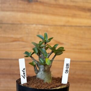 0912 55  Arabicum Turtle - F2 12 meses (Vitrine)