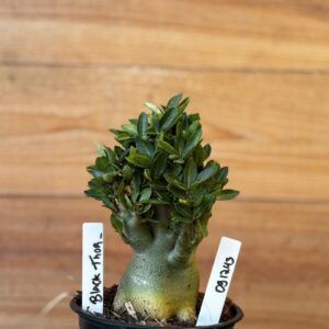 0912 43 Arabicum Black Thor- F2 12 meses ( Vitrine )