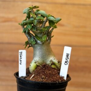 0912 44 Arabicum Dynamo- F2 12 meses