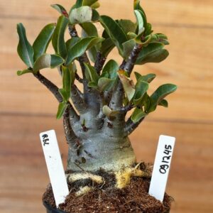 0912 45 Arabicum RBL  - F2 12 meses