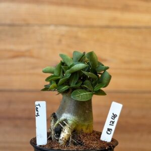 0912 46 Arabicum Tanos  - F2 12 meses ( Vitrine )