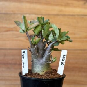 0912 47 Arabicum Black  - F2 12 meses