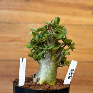 0912 50 Arabicum Low - F2 12 meses ( Vitrine )