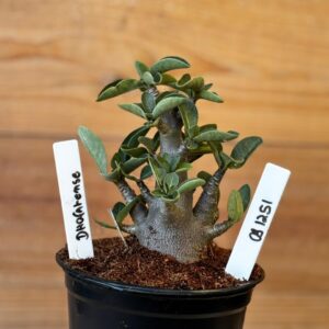 0912 51 Arabicum Dhofarense - F2 12 meses