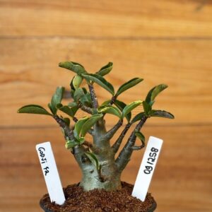 0912 58 Arabicum Godji - F2 12 meses ( Vitrine )