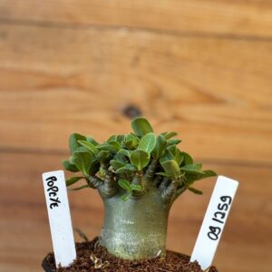 0912 59 Arabicum Popeye - F2 12 meses ( Vitrine )